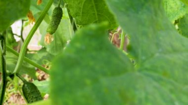 Salatalık bitkileri bir serada büyür, büyük yeşil yapraklar sergiler ve canlı meyveler üretirler. Bereketli ortam sağlıklı büyümeyi ve bol miktarda hasat toplamayı destekliyor.