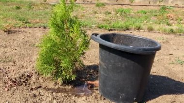 Bahçıvan, genç bir thuja batısını canlı bir bahçede kovayla suluyor. Büyümeyi destekliyor ve manzaranın güzelliğini arttırıyor.