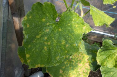 Salatalık yaprağı ağır bir şekilde küflenmiş sarı lekeler ve renk değişimine neden olur.