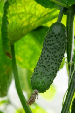 Sarmaşıkta yetişen tek bir salatalık, yemyeşil yapraklarla çevrili bir serada.