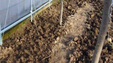 Çiftçi, serada gübre ile toprağı gübreliyor.