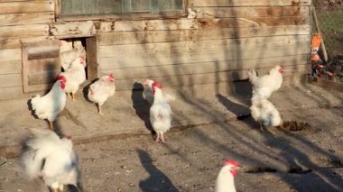 Beyaz tavuklar ahşap bir kümesten çıkıyor.