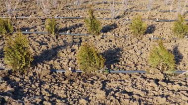 Damla sulama sistemi olan bir alanda büyüyen genç thuja oksittalis bitkileri