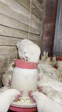 Tavuklar kümes hayvanlarının evindeki askılı besleyiciden besleniyor.