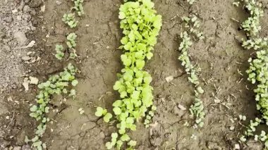 Bahçe toprağında filizlenen yeşil yapraklı sebzeler.