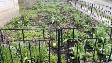 Yabani otları temizlemek, çiçek tarlasında solmuş bitkileri temizlemek.