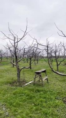 Büzüşmüş meyve bahçesi arka planda ekilmiş yeşil bir tarla ortaya çıkarıyor.