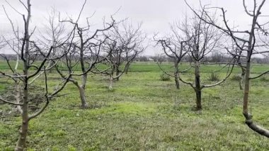 Yapraksız elma ağaçları bir kış bahçesinde durur, baharın dönüşünü beklerler.