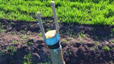 Meyve bahçesi ekimi sırasında ağaç gövdesi nakli işlemi