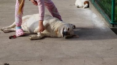 Neşeli Labrador, rahat pijama seti giymiş, yumuşak pembe terlikleri olan küçük bir çocuğun göbeğini okşuyor.