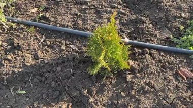 Kurak zeminde sulama borusunun yanında filizlenen Thuja fidanı.
