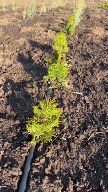 Genç thuja fidanlarını yemyeşil tarım arazisi boyunca sulayan damlama sulama.