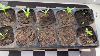 Erken dönem bahçıvanlığını tasvir eden plastik yayılma kabının içinde yoğun bir şekilde filizlenen küçük fideler.
