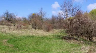 Dağınık çalıların olduğu yeşil çayır, parlak mavi bahar zamanı gökyüzünün altındaki ağaçlar