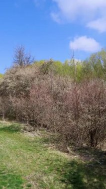 Bahar mevsiminin başlarında ortaya çıkan narin beyaz çiçekleri gösteren Blackthorn dalı