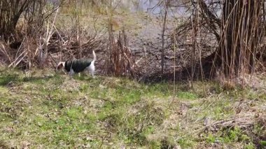 Jack Russell Terrier köpek yavrusu taktik yelek giyiyor nehir kıyısı boyunca yürüyor