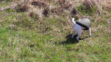 Parson Russell Terrier köpeği yeşil örtülü bir ceket giyiyor çimenli bir tarlayı keşfediyor.