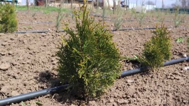 Thuja ahşap fidanlığı, yeşil tarlalarda, damlaların sulama sisteminin yanında gelişiyor.