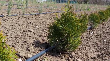 Thuja ahşap fidanlığı, damla sulama tesisatı yakınlarında gelişiyor, yeşil peyzaj ayrıntıları.