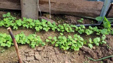 Serada tohum yetiştiren genç bitkiler