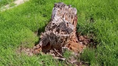 Yıpranmış ağaç kütüğü ormandaki yemyeşil çimlerin arasında yuva yapmış.