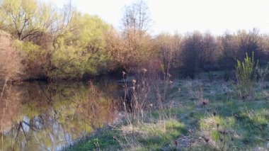 Bereketli yeşil yapraklar, baharın gelişini simgeleyen sakin bir nehir kıyısındaki ağaçlarda yavaş yavaş beliriyor.