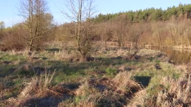 Bereketli yeşil arazide dolaşan pürüzsüz nehir, açık mavi gökyüzünün altında yeşil ağaçları aydınlatan güneş ışığı ve çimenli kıyılar.