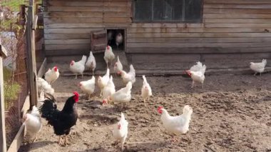 Beyaz tavuklar ve siyah bir horoz, ahşap bir kümesin yakınındaki bir çiftlikte özgürce dolaşıyorlar.