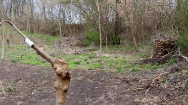 Baharın büyümesi sırasında güneşli meyve bahçesinde ağaç dallarına yeşil dallar eklemek