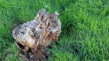 Sükûnet bahçesinde çiçek açan kiraz dalları arasında sallanan yumuşak hamak.