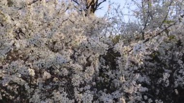 Sükûnet bahçesinde çiçek açan kiraz dalları arasında sallanan yumuşak hamak.