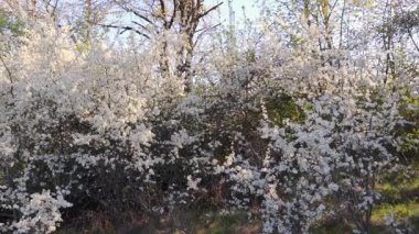 Sükûnet bahçesinde çiçek açan kiraz dalları arasında sallanan yumuşak hamak.