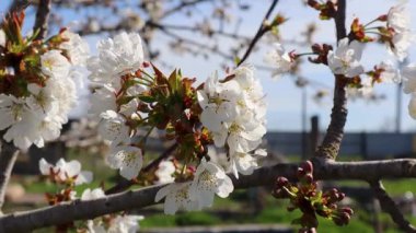 Sükûnet bahçesinde çiçek açan kiraz dalları arasında sallanan yumuşak hamak.