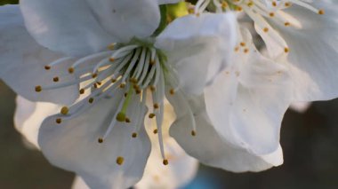Sükûnet bahçesinde çiçek açan kiraz dalları arasında sallanan yumuşak hamak.