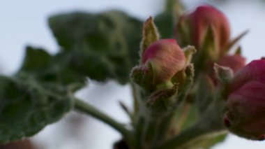 Sükûnet bahçesinde çiçek açan kiraz dalları arasında sallanan yumuşak hamak.