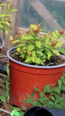 Küçük Japon Spirea 'sı bir seranın içindeki tencerede büyüyor.