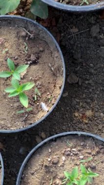 Genç bitkilerin saksılarda büyümesinin farklı aşamalarındaki kolaj