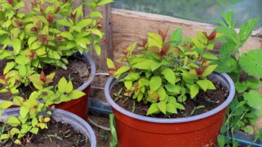 Bir seranın içinde büyüyen Japon çayır çiçeği saksısı.