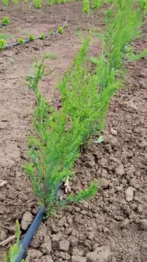 Bahçıvan çiçek dikmek için saksı toprağı hazırlıyor.