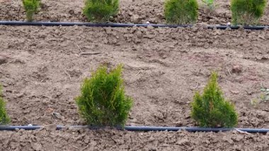 Bahçıvan çiçek dikmek için saksı toprağı hazırlıyor.