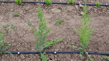 Bahçıvan çiçek dikmek için saksı toprağı hazırlıyor.