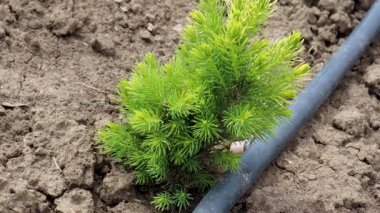 Bahçıvan çiçek dikmek için saksı toprağı hazırlıyor.