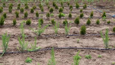 Bahçıvan çiçek dikmek için saksı toprağı hazırlıyor.