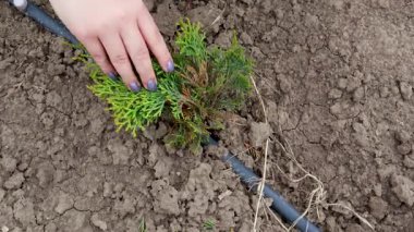Bahçıvan çiçek dikmek için saksı toprağı hazırlıyor.
