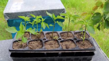 Bahçıvan çiçek dikmek için saksı toprağı hazırlıyor.