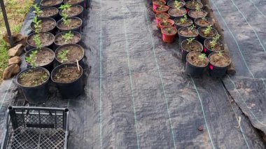 Saksı bitkileri titizlikle bir bahçıvan tarafından siyah plastik gübre üzerine dizilir.