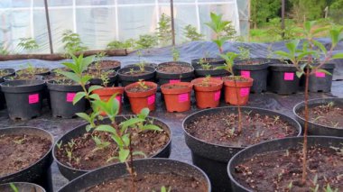 Bir seranın içinde saksılarda büyüyen tohumlar.