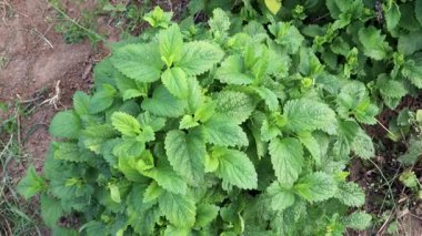 Limon merhemi bitkisi, yukarıdan görünüyor, altı ardışık çerçevede.