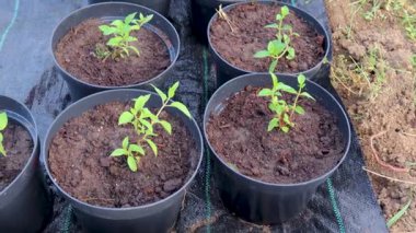 Saksıda yetişen tohumlar, bir bahçede ot kontrol kumaşı üzerinde.