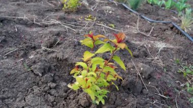Damla sulama ile bir bahçe yatağında büyüyen küçük bir bitki